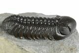 Beautiful Austerops Trilobite - Ofaten, Morocco #348434-2